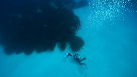 "Constructive World Award": Tief im Meer schlummert ein vergessener Klima-Retter