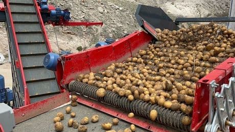 Hepsi geri gönderildi: 2 bin tondan fazla patates virüslü çıktı!