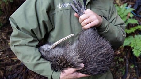 Meet 4 Flightless Birds That Have Evaded Extinction. Hint: One Is The Biggest Bird In The World