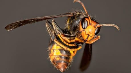Cantal: virulente attaque d'abeilles à Aurillac, 3 personnes hospitalisées