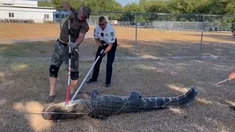 Children arrive at Florida preschool to find nine-foot alligator in parking lot