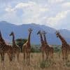 Von wegen „die“ Giraffe: Weltnaturschutzunion erkennt vier Arten an