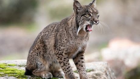 Un estudio desvela que la genética ha ayudado a recuperar el lince ibérico