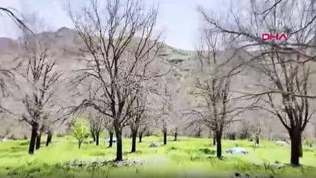 İhraç edilen Ulukale dutunu don vurdu