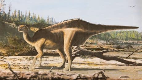 Istiorachis macarthurae: Britische Forscher entdecken neue Dinosaurier-Art mit Hautsegel