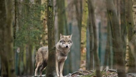 Wölfe: Vermutlich kranke Wölfe in Petersroda unterwegs