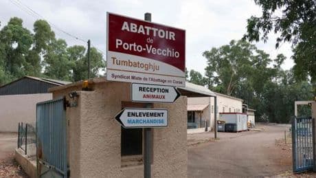 Maltraitances animales : l’abattoir public de Porto-Vecchio visé par une enquête pour « sévices graves »
