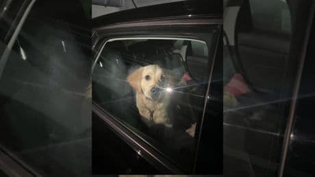 "Sans une gamelle d’eau": un chiot enfermé dans une voiture suscite l'indignation à Saint-Martin-du-Var