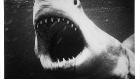 Shark Bites In French Polynesia Reveal A Hidden Side Of Shark Behavior