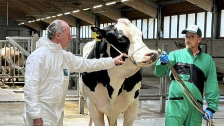 Il toro dei record (e le sue 10mila figlie): longevità e latte ricco di proteine