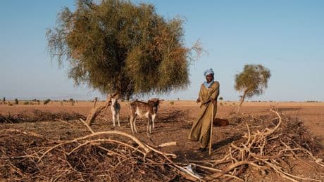 Senegal wil geen geïmporteerd melkpoeder meer, maar waar is de lokale melk?
