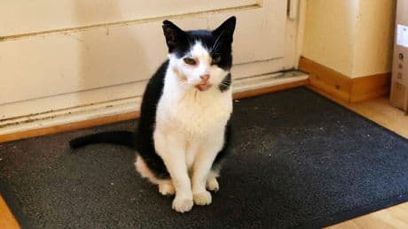 Weil Findus gern zum Nachbarn schleicht - Haufenweise Ärger um kackfrechen Kater