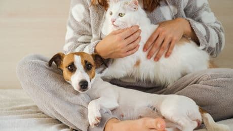 Ontario charity calls for change after outbreak kills at least 6 dogs