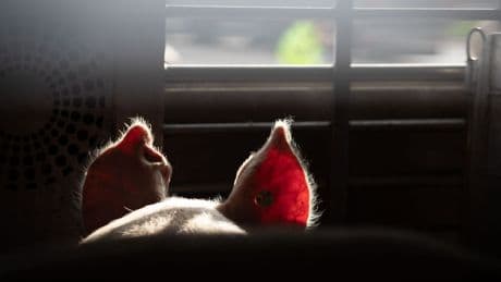 Agrar: Tierschützer decken Tierleid auf – Anzeigen in Niedersachsen