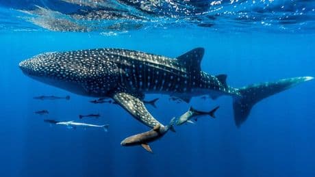 How Gujarat's Fishermen Became Whale Shark Protectors