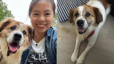 Dog who was rescued from cruel Chinese butchers who 'ripped open' his mouth is looking for forever home in the UK