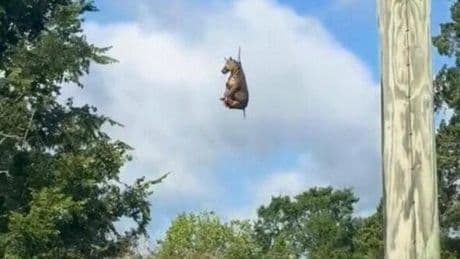 Zebra hängt am Helikopter: Internetstar Ed wieder zu Hause