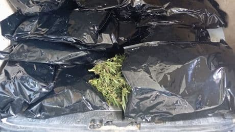 Mann ruft nach Drogen-Fund bei Polizei an - Cannabisschen was abhaben?