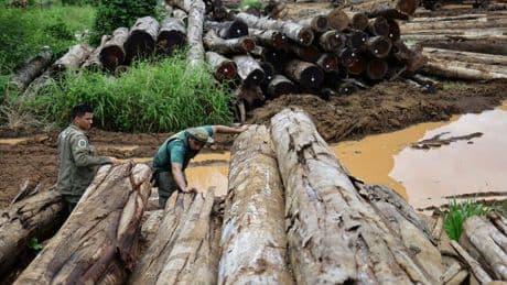 Brasilien: Der Amazonas wird zerstört – auch wegen Trumps Zöllen und der EU