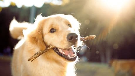How to keep your pet cool all summer long