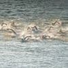 Natation. Le 10 km femmes en eau libre des Mondiaux de Singapour est reporté