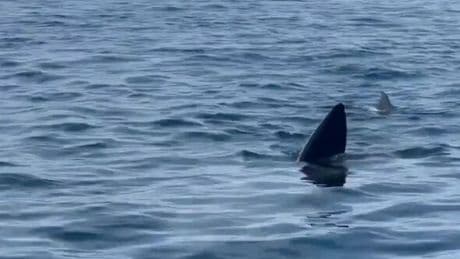 Spain frenzy as shark that can grow to 32.8ft spotted near city popular with Brits