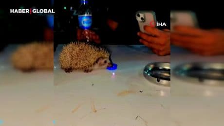 Siirt’te susayan kirpiye vatandaşlar su içirdi