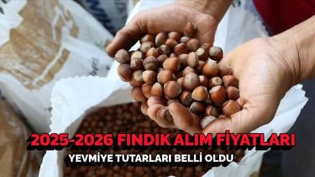 2025 fındık alım fiyatları ne kadar? Gözler TMO’da: Fındık işçisi güncel yevmiye tutarları belli oldu