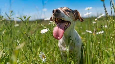 Hundstage und Sommerhitze: Welche Mythen wirklich stimmen