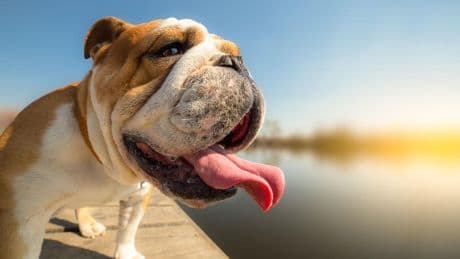 Summer Heatwaves Are Dangerous For Pets. Here’s How To Protect Them
