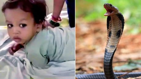 Toddler killed cobra by biting its head after snake lunged at him