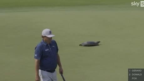 Moment stars at USPGA Championship are delayed by a TURTLE as it scampers across green at Quail Hollow