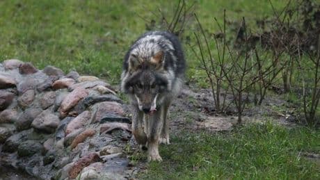 Lo zoo danese: «Dateci i vostri animali domestici "indesiderati" vivi, saranno cibo per i nostri predatori»