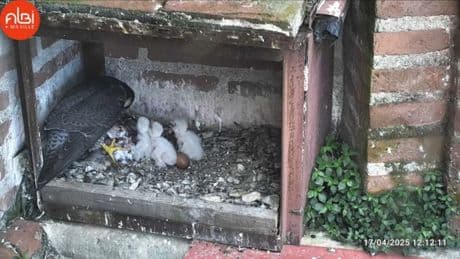 Albi: la naissance de faucons pèlerins nichés sur la cathédrale suivie "dans le monde" grâce à des caméras