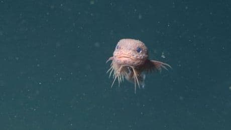 Höcker-Scheibenbauch: Pinke Überraschung in 3000 Meter Tiefe