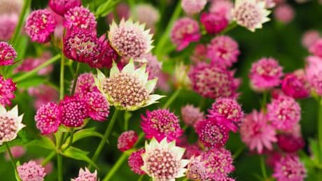Jardin : la grande astrance, simple… et complexe