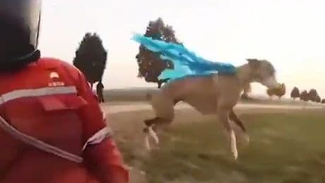 Turbo auf vier Pfoten - Windhund gibt krass Gas