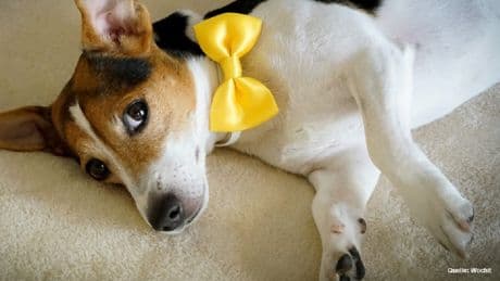 Hundebesitzer aufgepasst: Das steckt hinter einer gelben Schleife an Halsband oder Leine