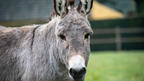 ¿Qué es el &quot;burdégano&quot;? La RAE explica los híbridos animales más desconocidos