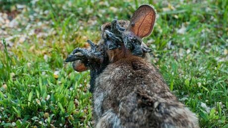 'Stay away' from 'Frankenrabbits' found with black tentacles growing from heads