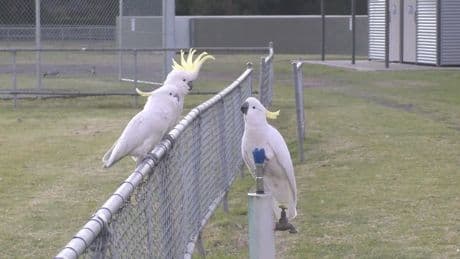 Tierische Tüftler: Kakadus in Australien knacken öffentlichen Trinkbrunnen