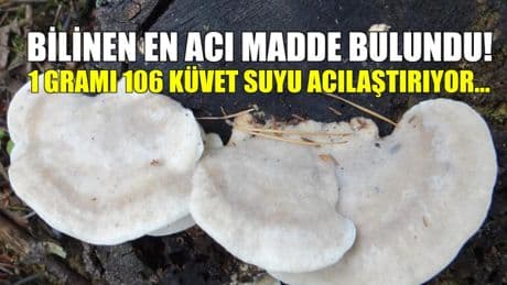 Dünyanın bilinen en acı maddesi bulundu! Biber değil, mantar: 1 gramı 106 küvet suyu acılaştırıyor