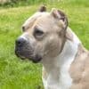 Pour sauver une femme attaquée par son chien à Levallois-Perret, un témoin poignarde l’animal