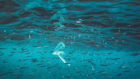 Giornata mondiale dell’ambiente 2025: focus sull’inquinamento da plastica