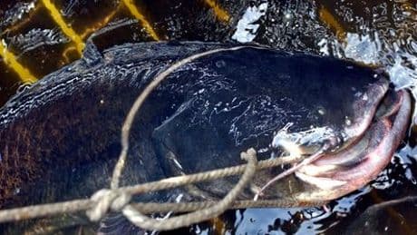 Tschechien: Angler fischt 2,68-Meter-langen Wels aus Vranov-Stausee