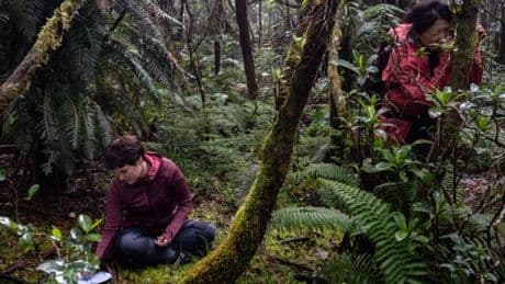 Ces espèces végétales exotiques qui étouffent la biodiversité de La Réunion