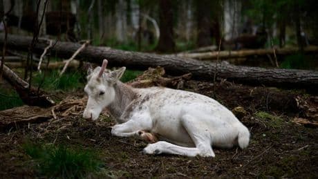 Sweden's plans to mine rare-earth minerals could ruin the lives of Indigenous Sami reindeer herders