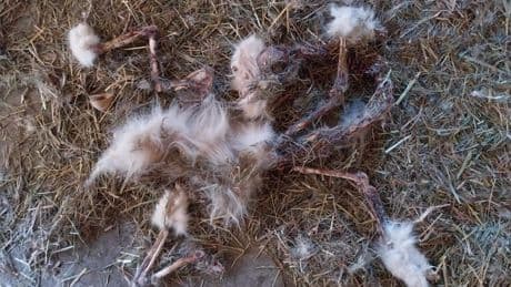 Verwaarloosde dieren, botten en konijnenschedels gevonden bij dierenarts Friesland