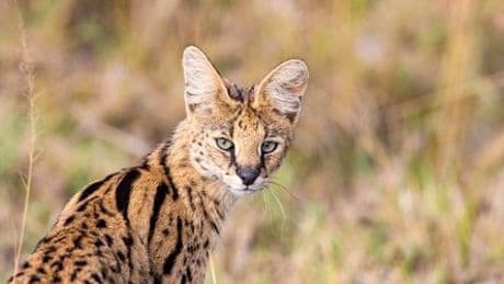 Reinbek warnt vor entlaufener Serval-Wildkatze: »Kann sich verteidigen«