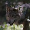 Jusqu'aux portes de certaines villes françaises, des loups plus nombreux... et une espèce moins protégée